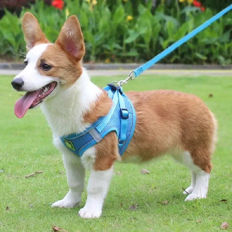 Reflective Pet Harness And Leash Set